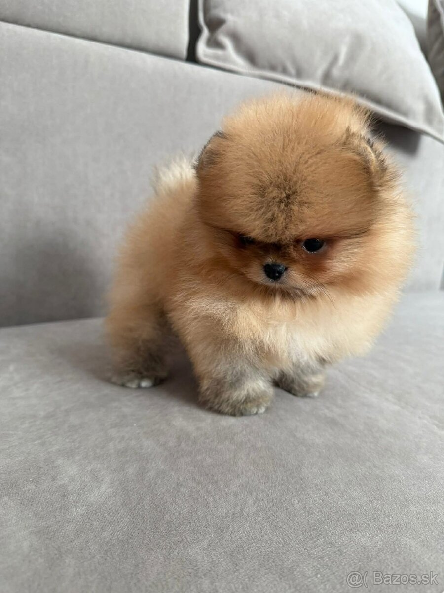 Pomeranian - 4