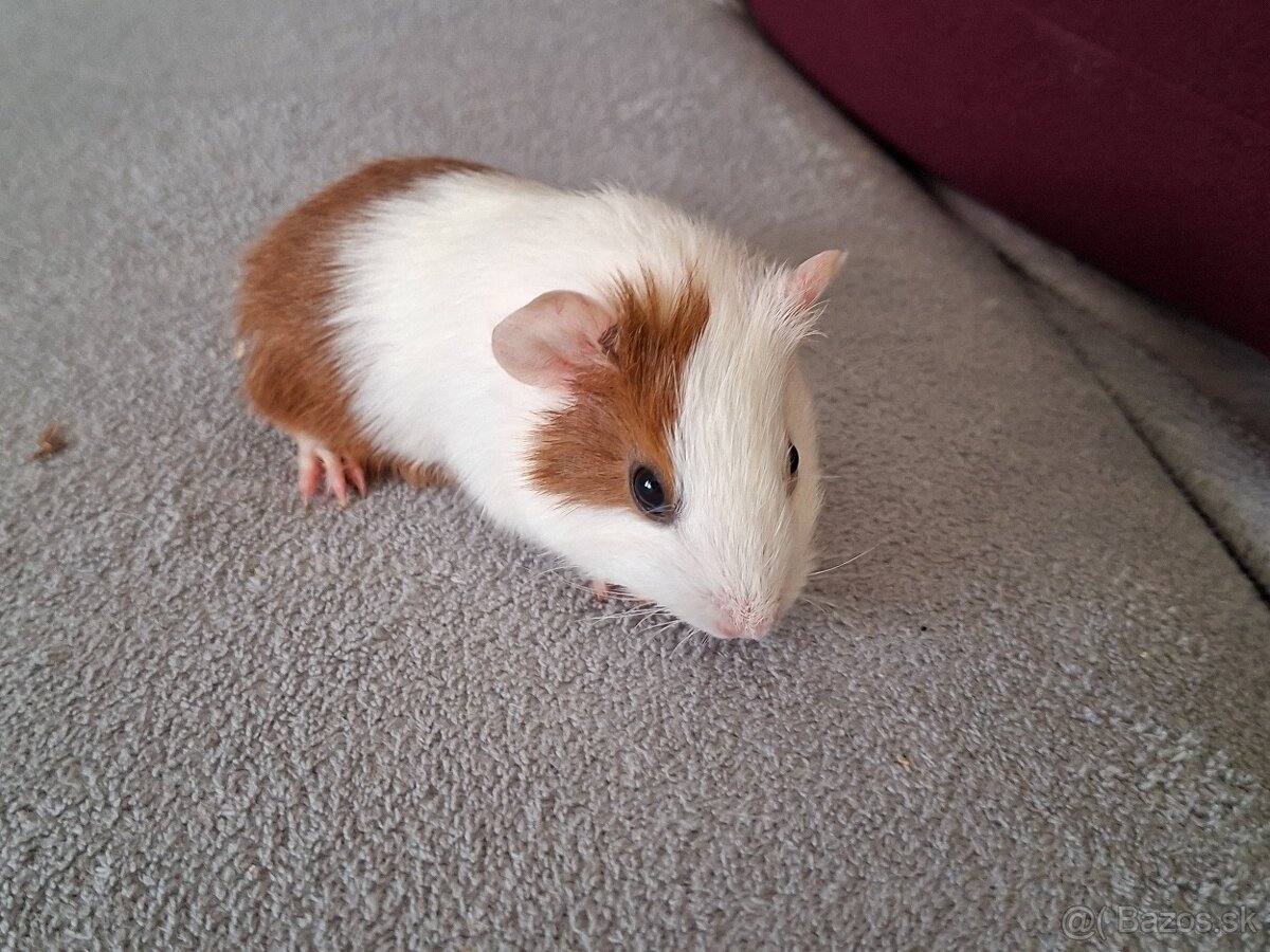 Morské prasiatka - 4