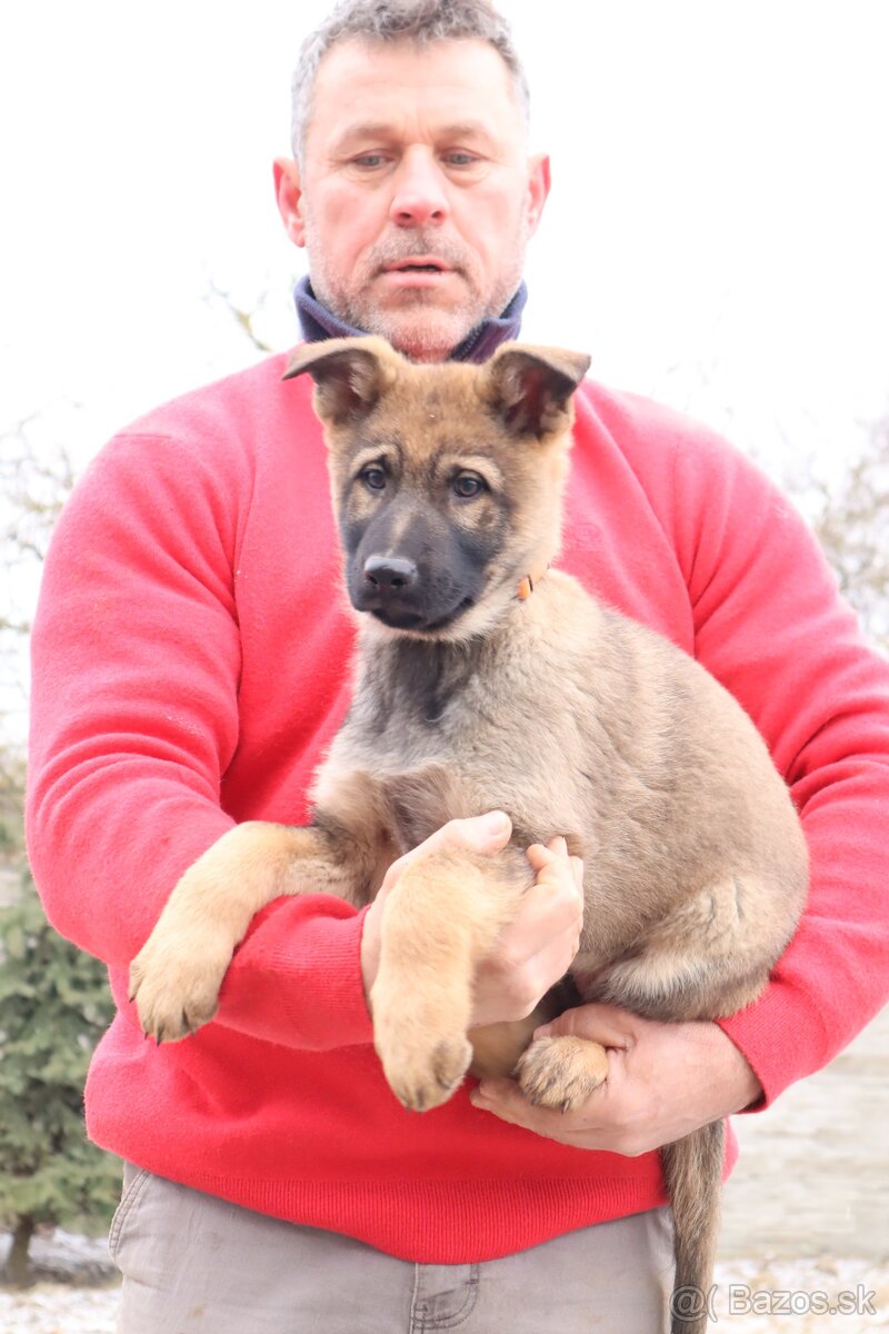 Nemecký ovčiak šteniatka s PP WORK line - 4