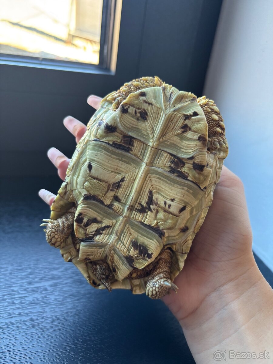 Suchozemské korytnačky - 4