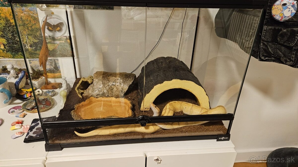 Ball python - pastel banana - 4
