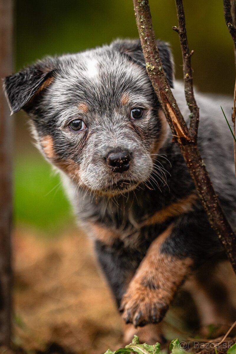 Australský dobytkarský pes s PP, ACD - 4