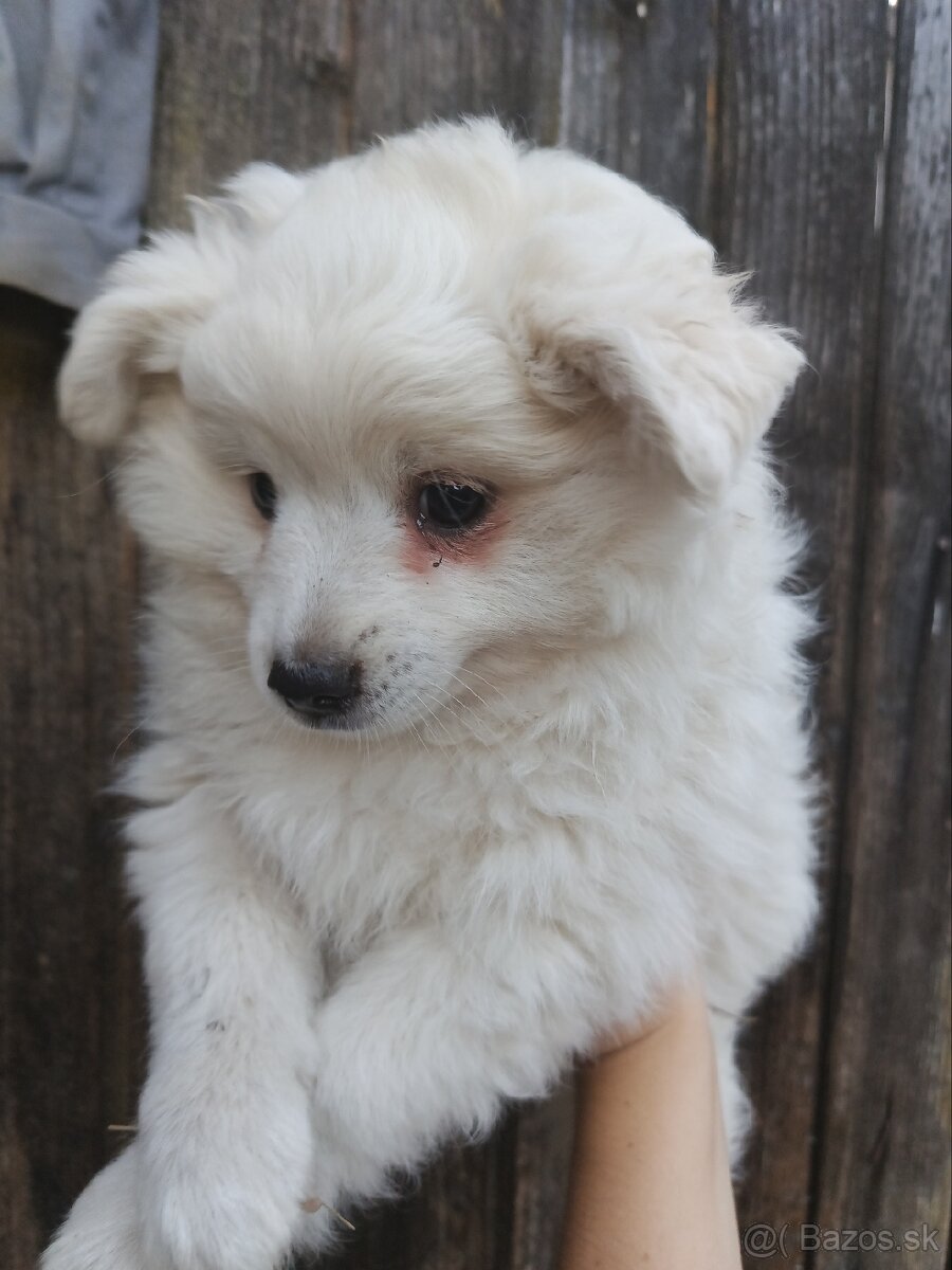 Darujem šteniatka krížencov Nemeckého špica - 4