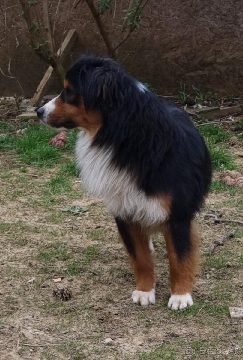 Miniatúrny americký ovčiak s pp - 4