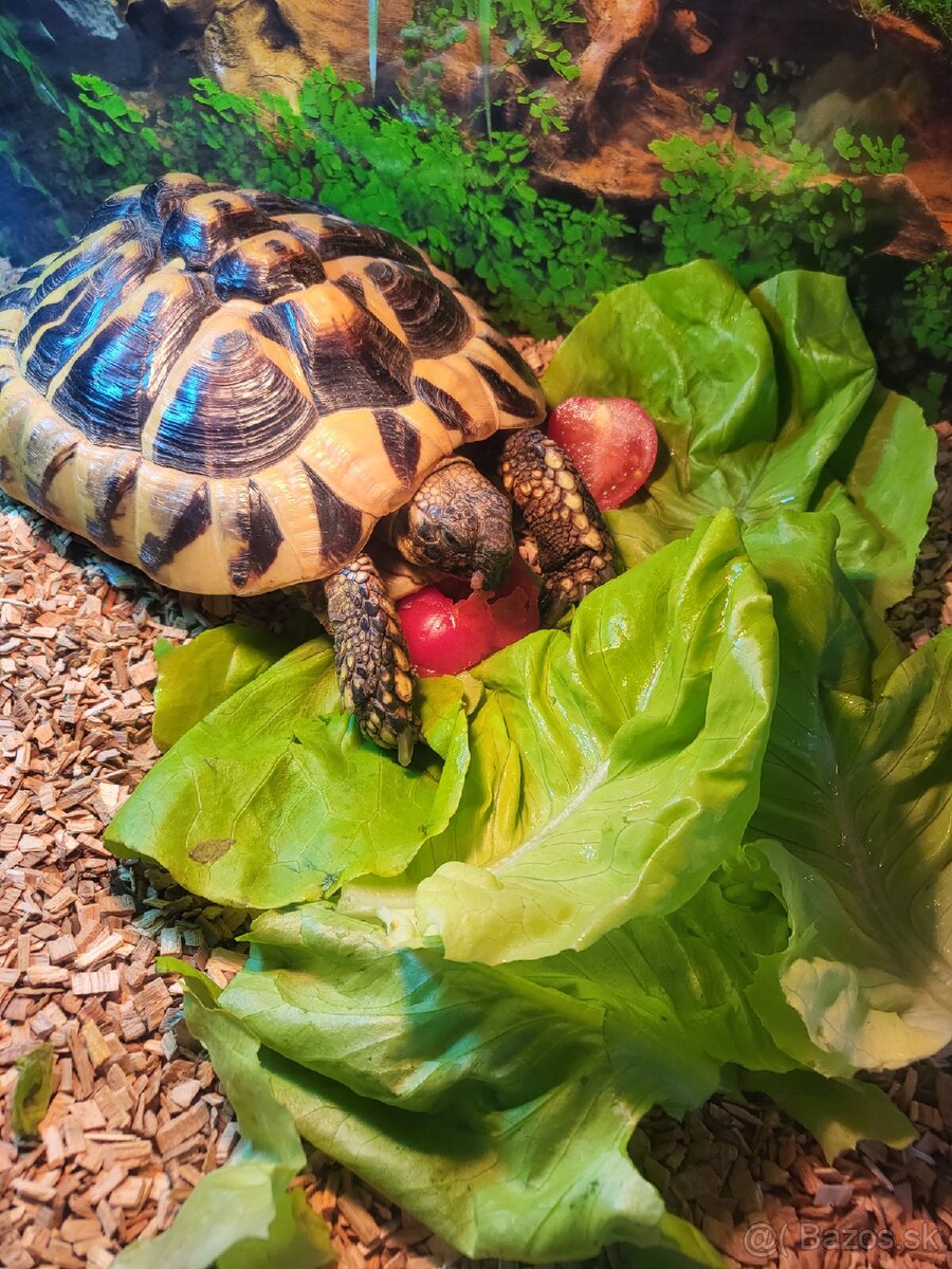 Suchozemske korytnačky - 4
