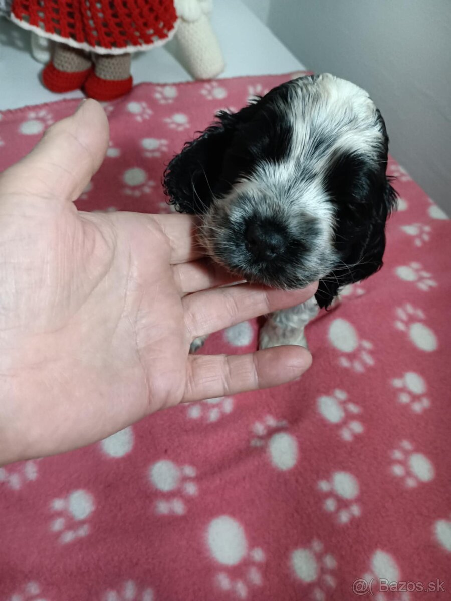 Anglický kokerspaniel - 4