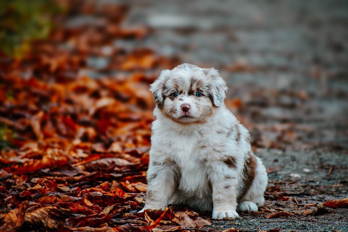 Miniatúrny americký ovčiak - 4