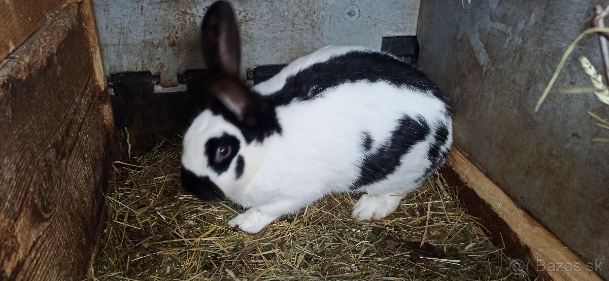 Predám králiky 2 samice - 4