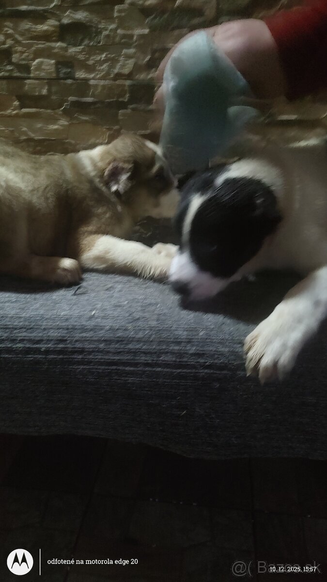 Stredoázijský ovčiak -štenatá - 4