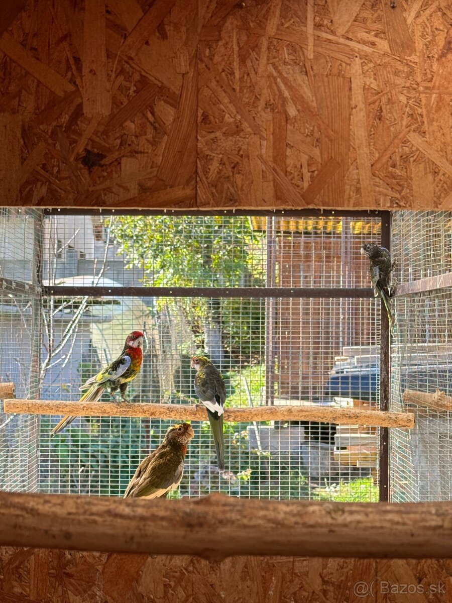 Rozela pestrá čierna straka - 4