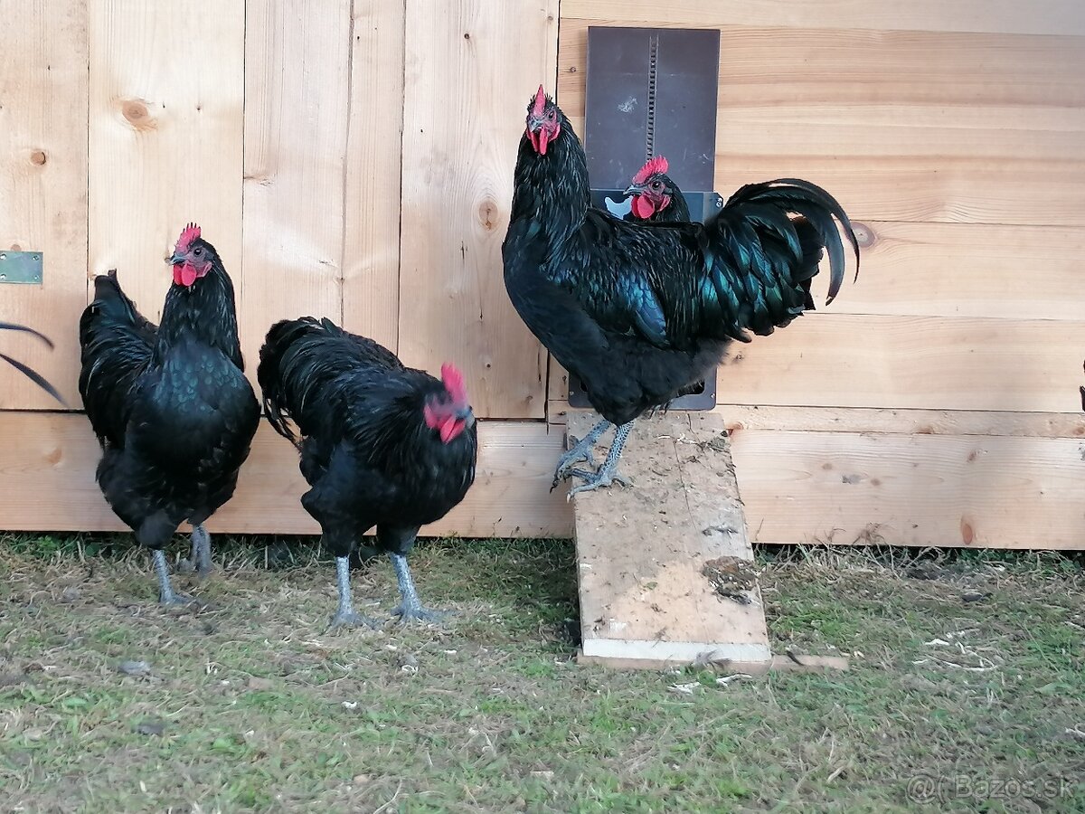 Kohút Australorpka čierna - 4