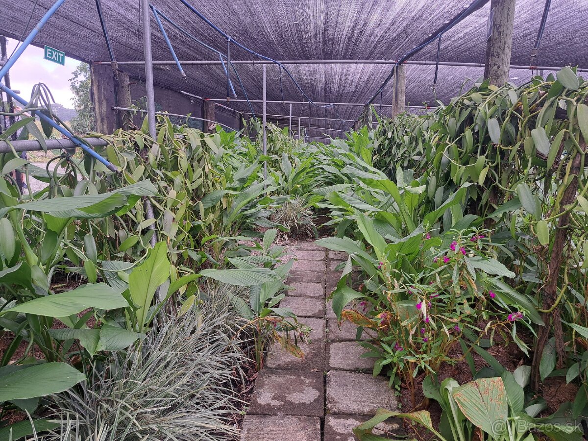 Prémiová vanilka z Maurícia - 4