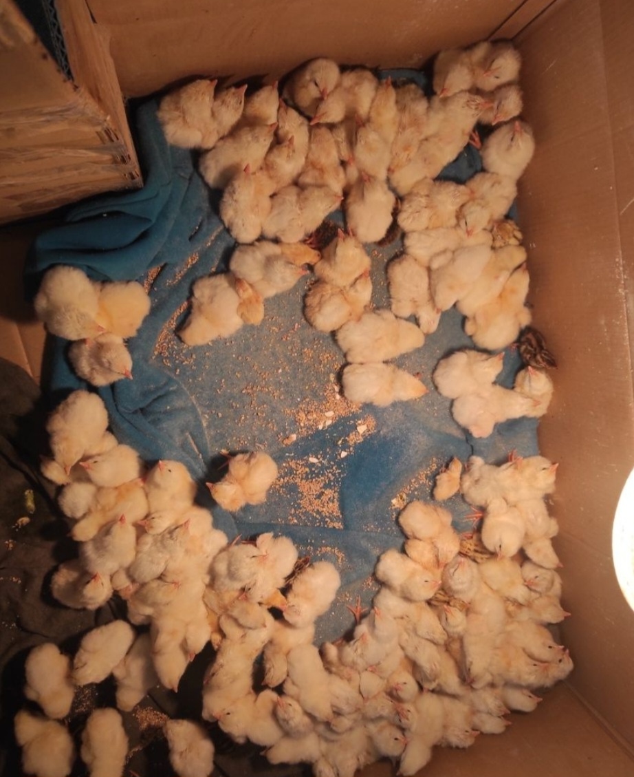 Kuriatká Leghorn - 4