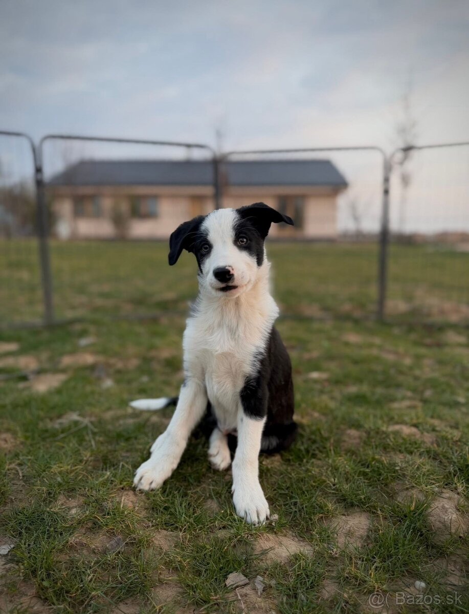 Border kólia s PP - 4