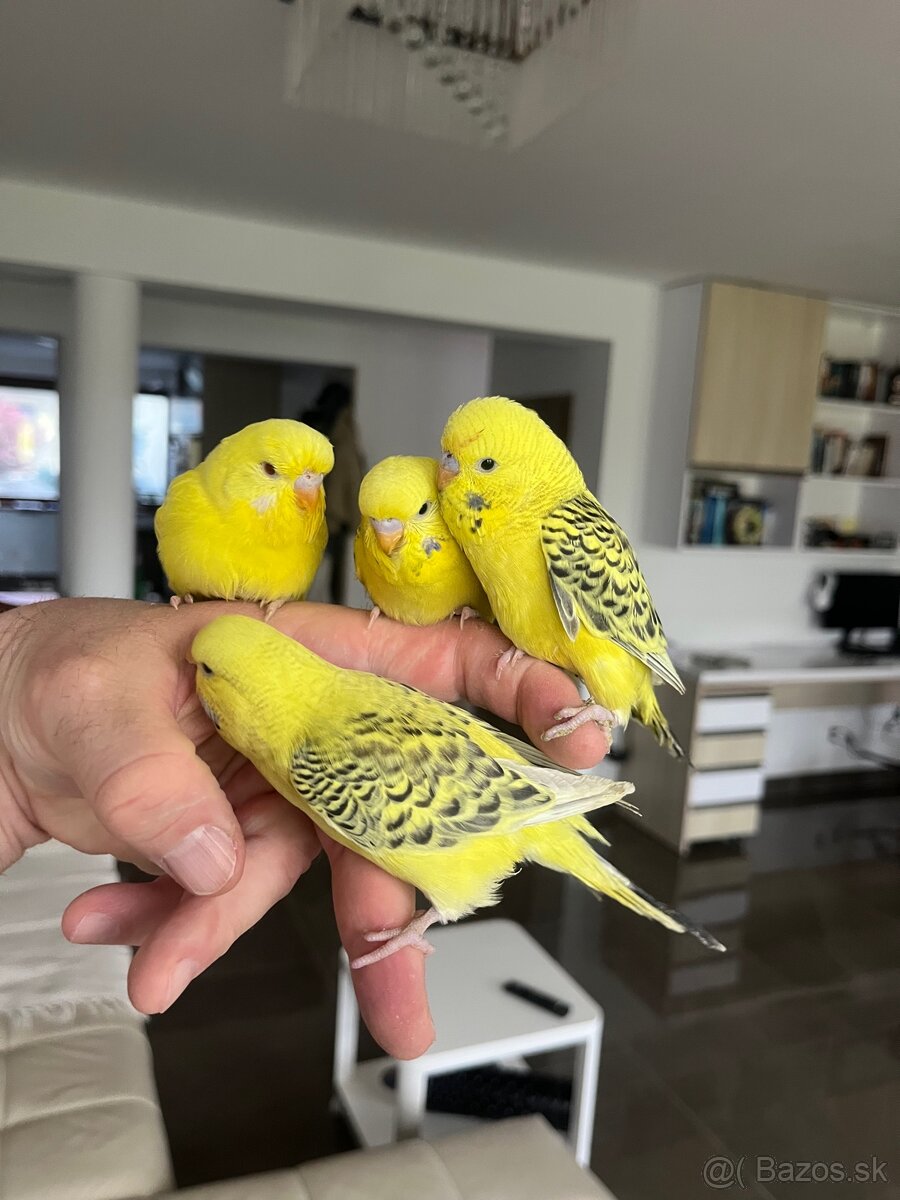 Andulka TCB Maznačik - 4