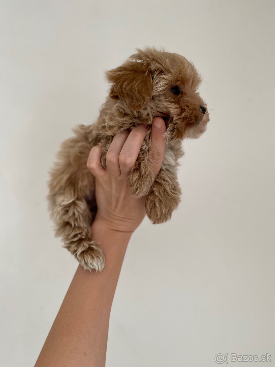 Extra mini toy Maltipoo Pudel - 4