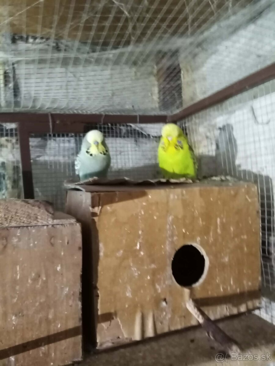 Predám vystavné andulky - 4