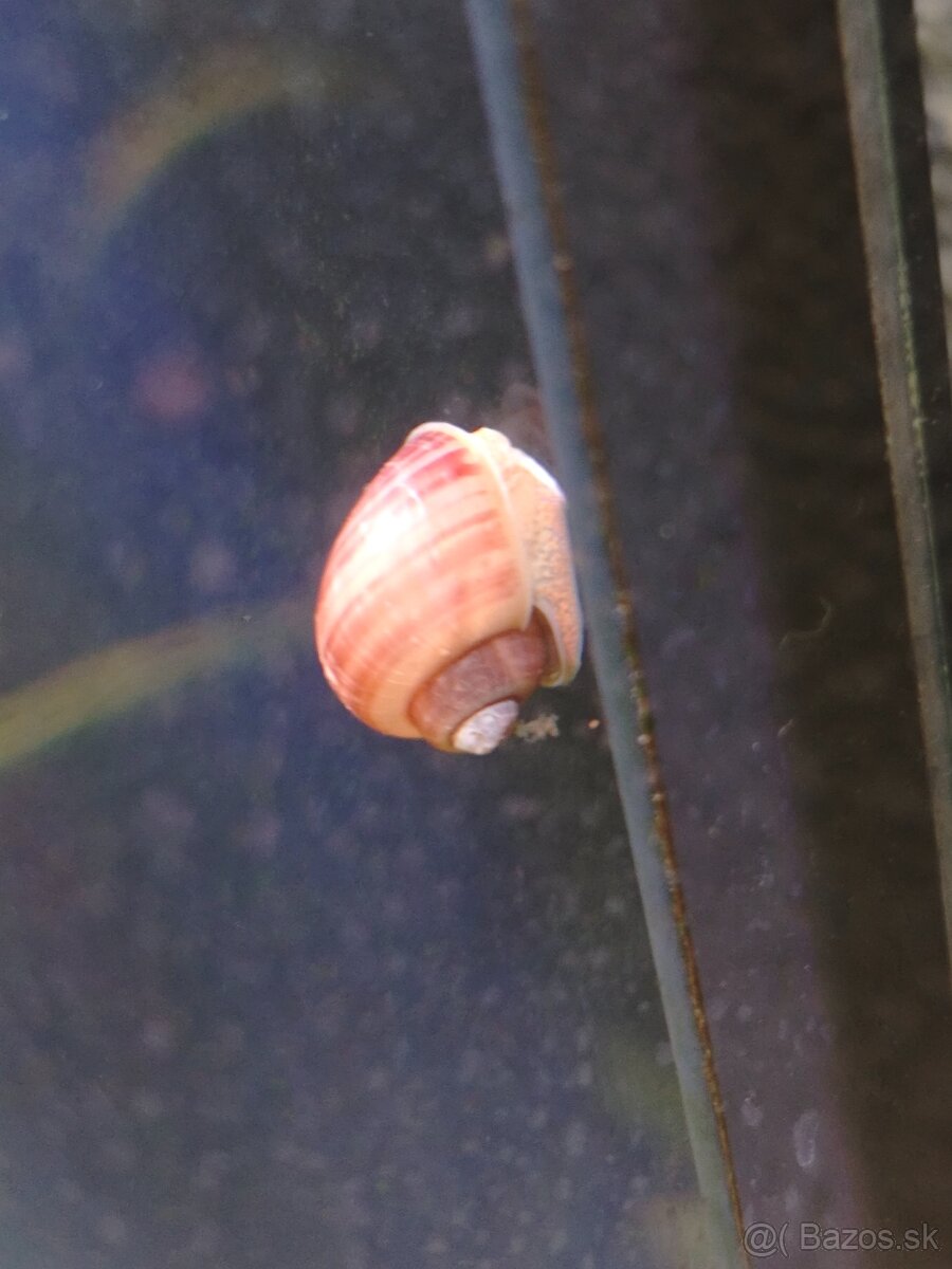 Slimák biely a ružový - Ampularie - 4