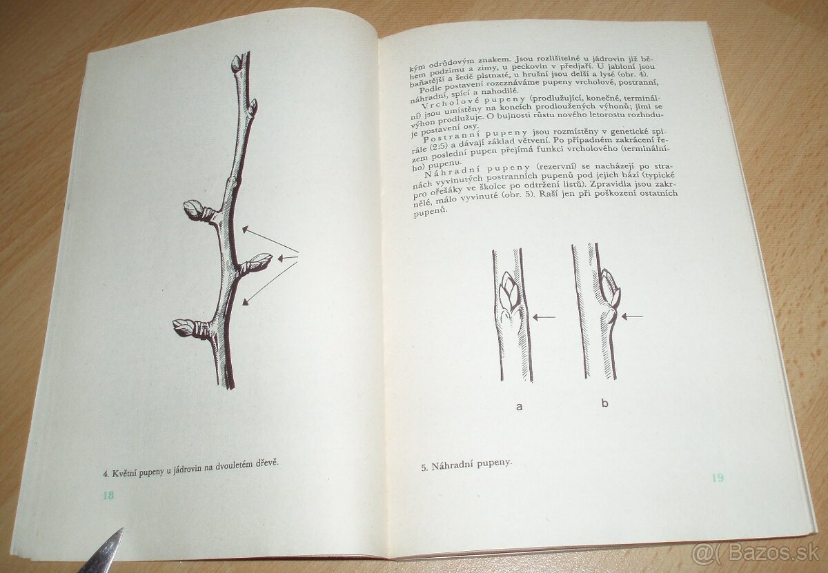 Řez ovoných dřevin - 4
