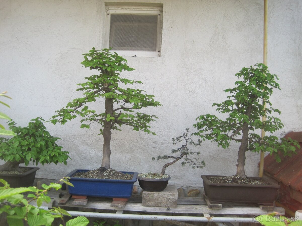 bonsai,bonsaj-hrab 9 - 4