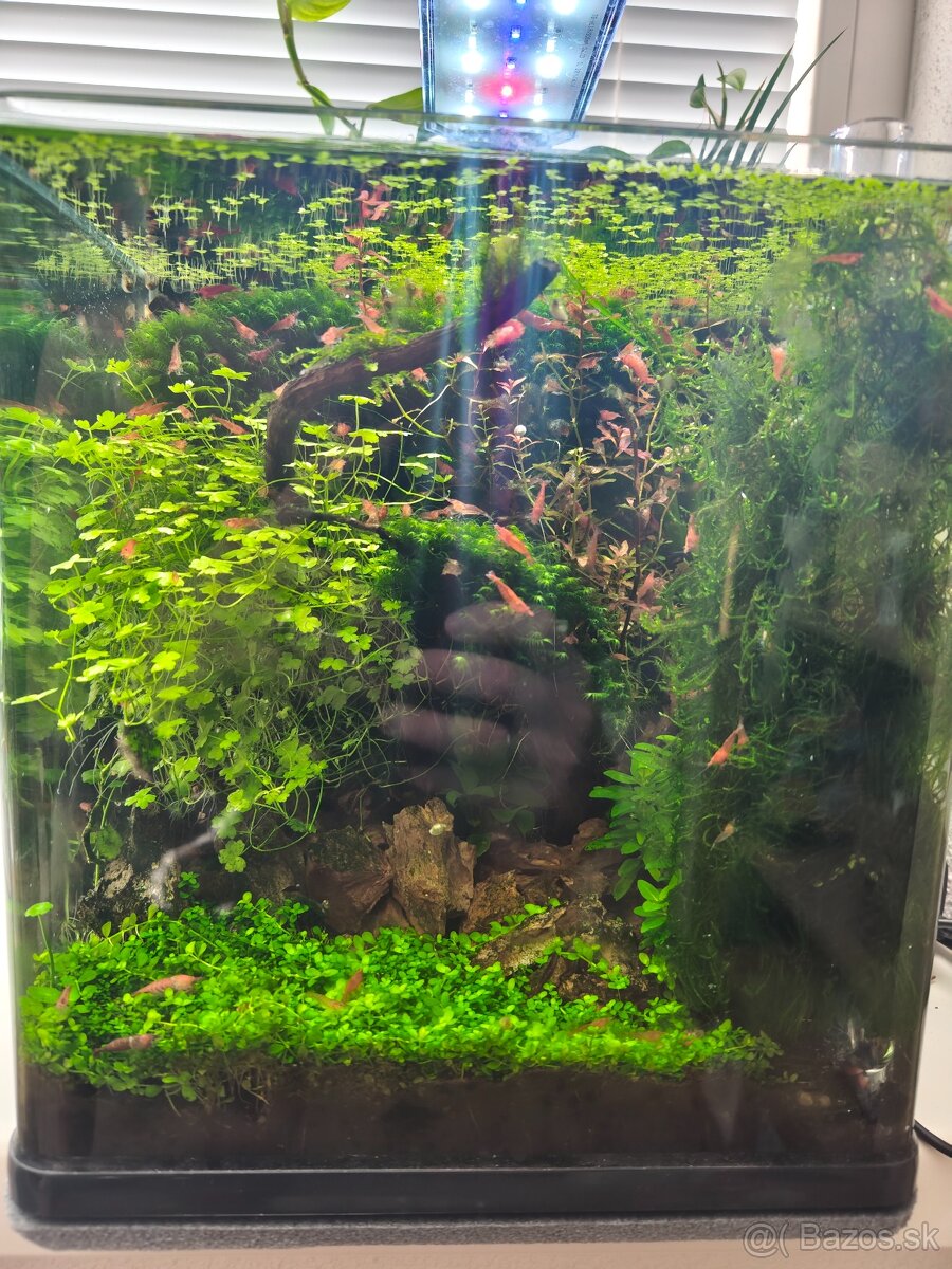 Akvárium 30l - Invital - 4