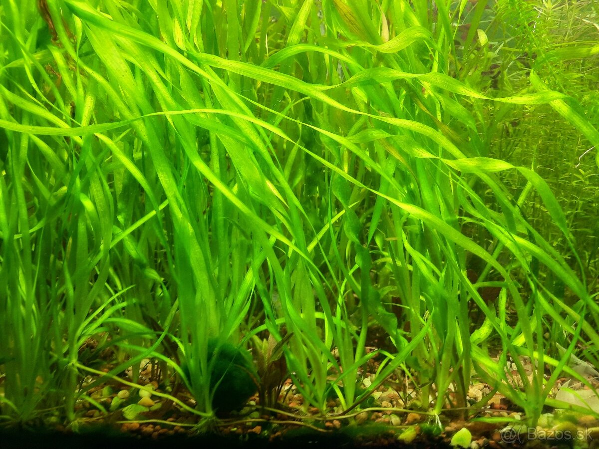 Vallisneria spiralis - 4