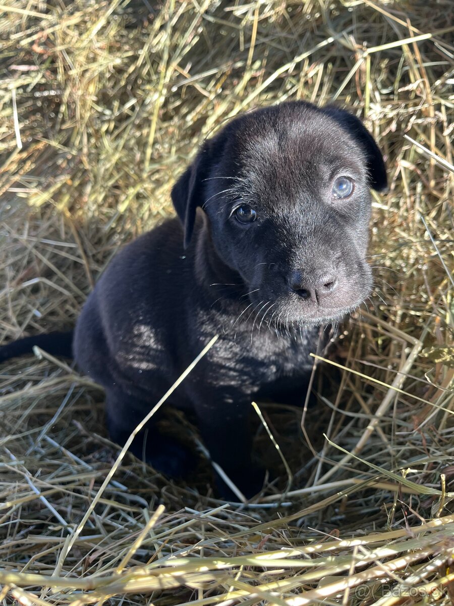 Darujem steniatka - 4