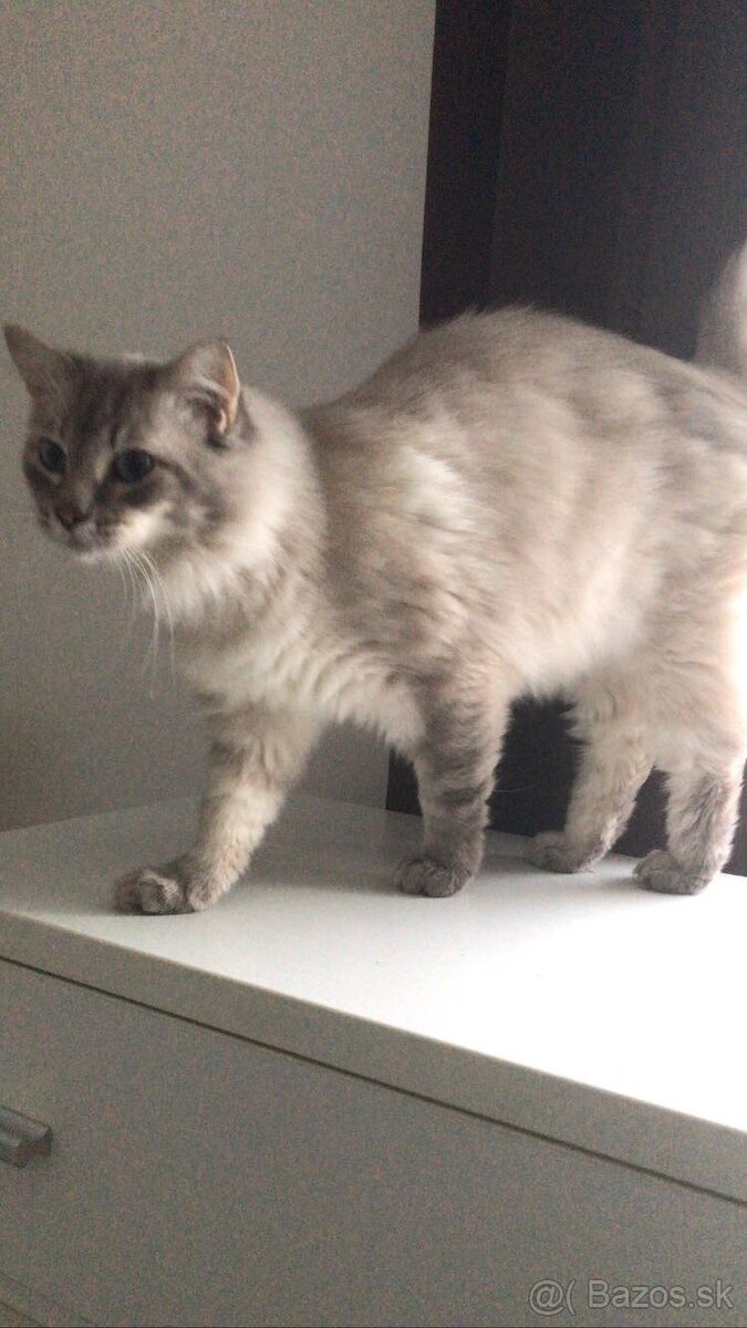 Ponukam ragdoll kocurov na krytie - 4