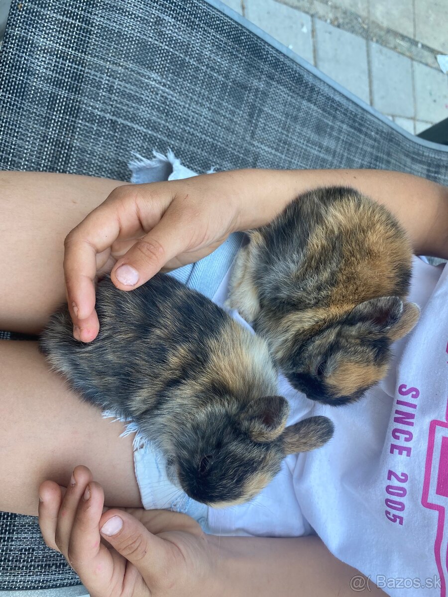 Pet zajačik králik - 4