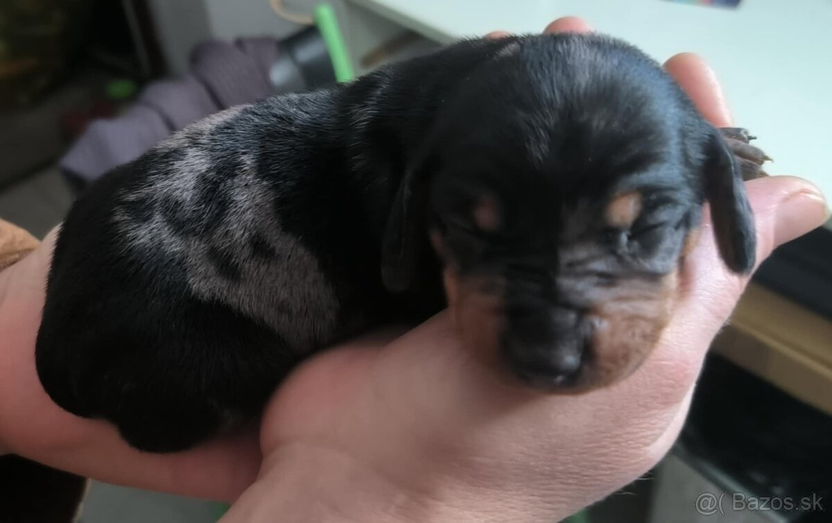 Šteniatka jazvečíka - 4