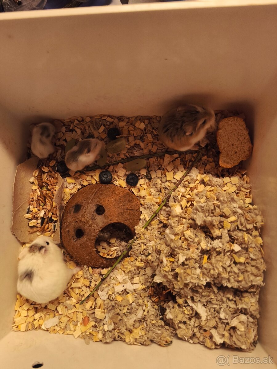 Škrečok Roborovsky - 4