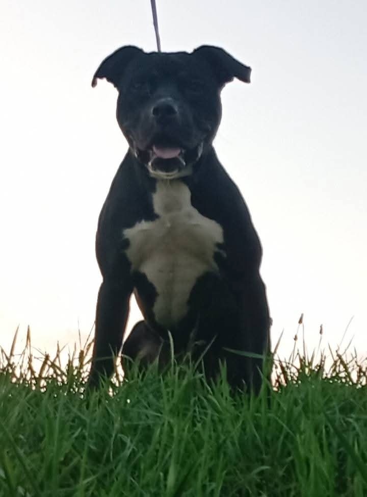 Americký Pitbull Terrier - 4