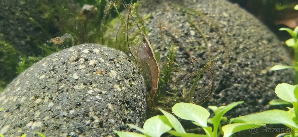 Low Tech akvárium s krevetkami - 4