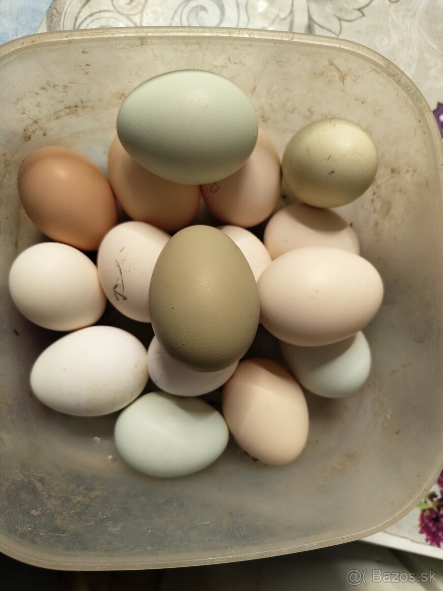 Predám sliepky mladky. - 4