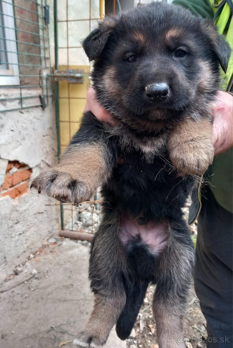 Šteniatko nemeckého ovčiaka - 4