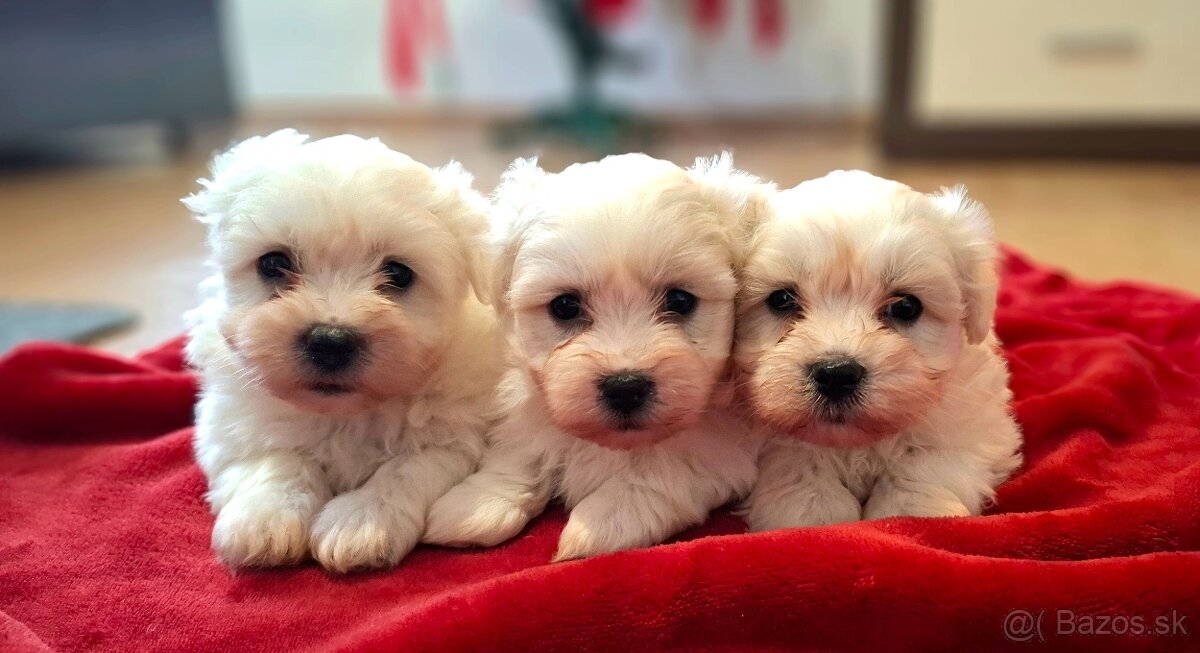 Maltézsky psík, maltezák - 4