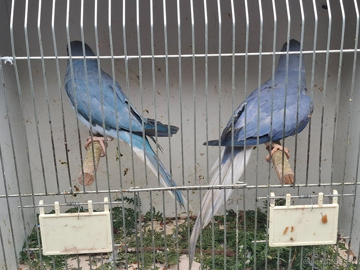 Alexander maly hch - 4