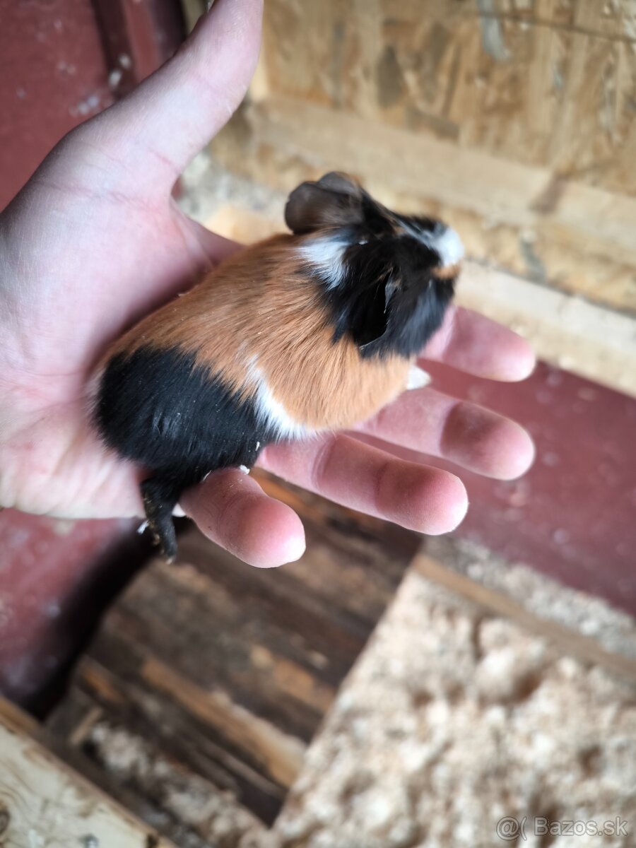 Morské prasiatka - 4