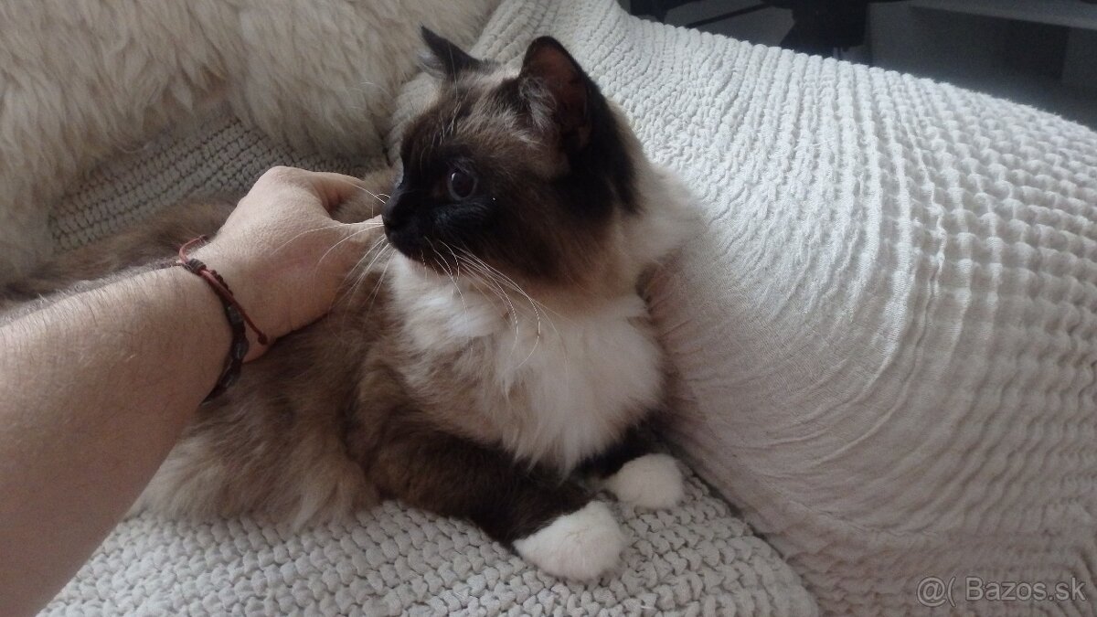 ragdoll,radgoll na predaj len dospelé mačky - 4