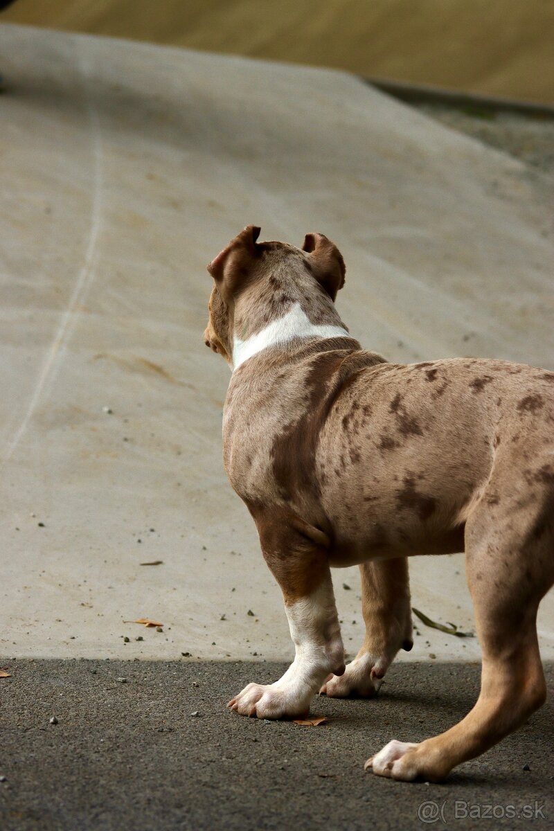 American Bully XL (Pitbull XXL) - 4