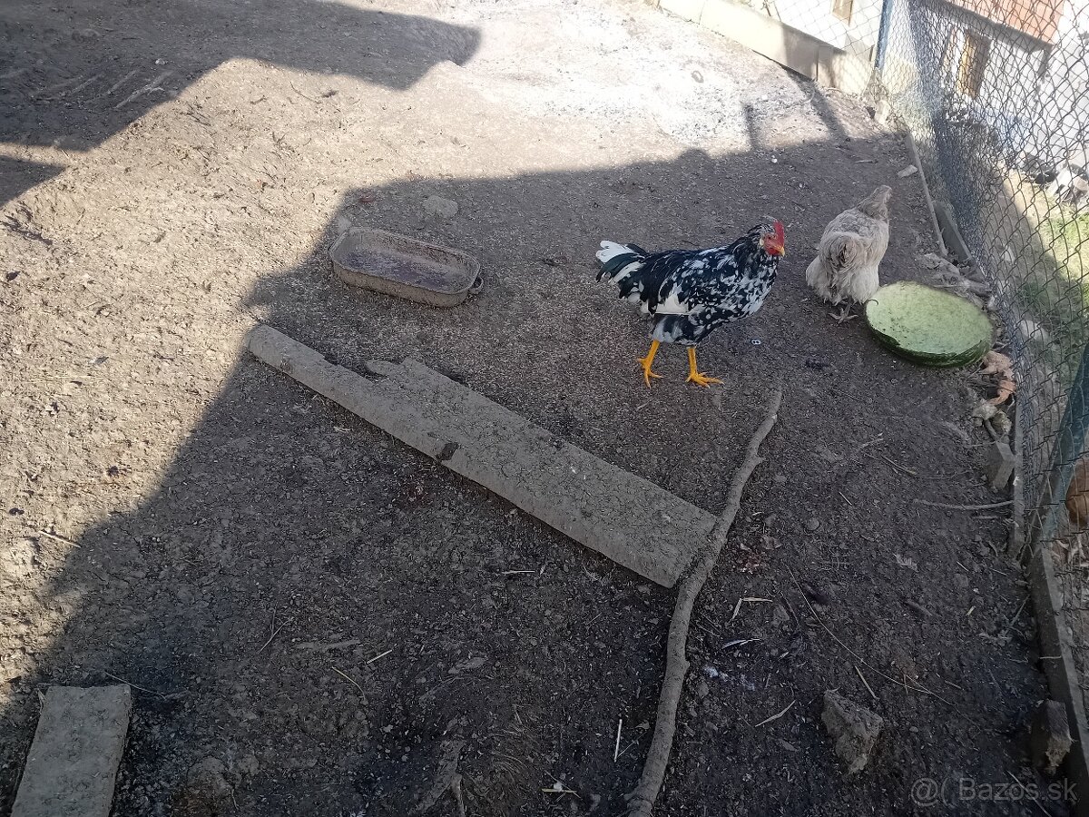 Predám kohutov - 4