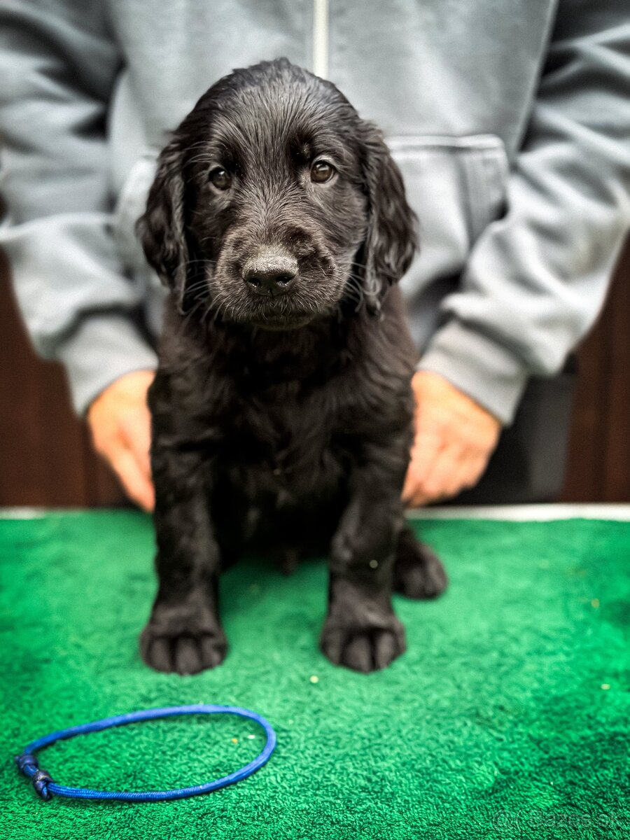 Flat Coated Retriever s PP - 4