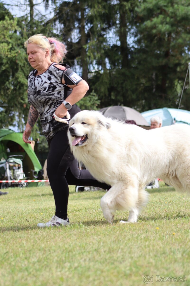 Pyrenejský horský pes - 4