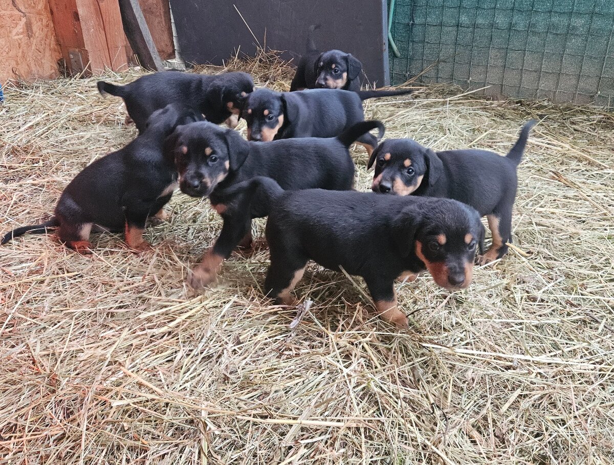 Darujem šteniatka - 4