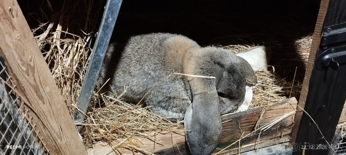 Králik -Francuzsky baran - 4