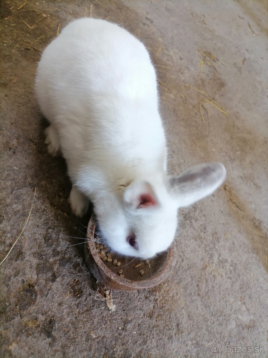 Predám izbové zajačiky - 4