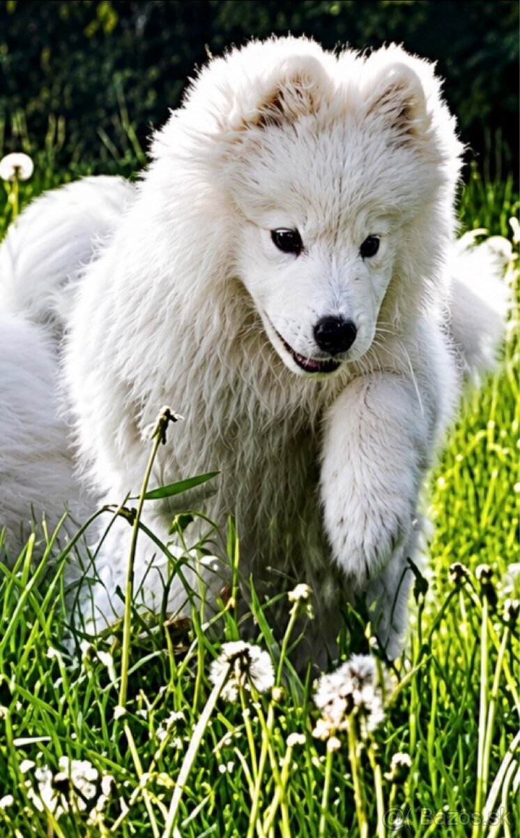 Samojed šteniatka na predaj - 4