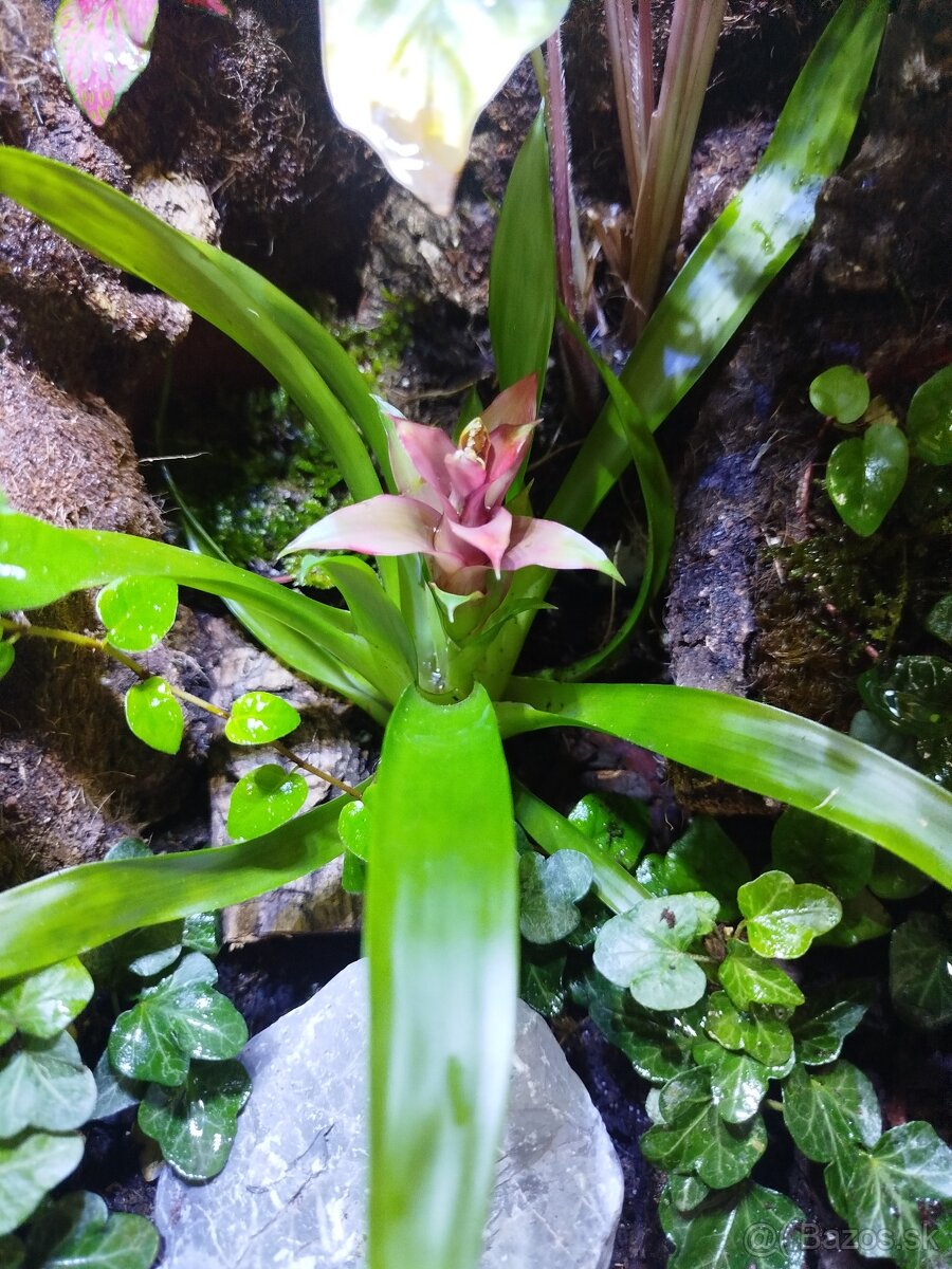 Terarium Exo Tetra - 4