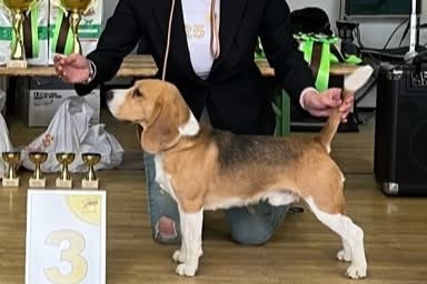 Štěňata plemene bígl s PP - 4