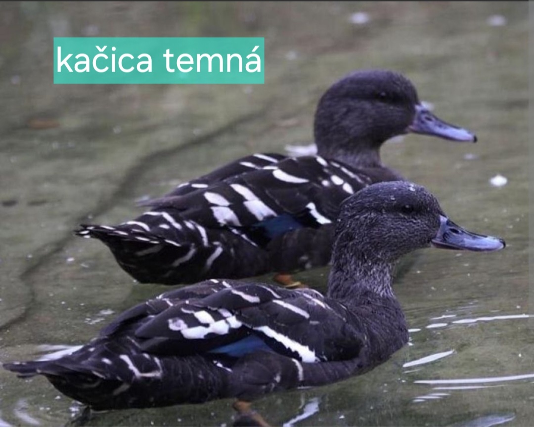 OKRASNÉ VODNÉ VTÁCTVO aktuálne ku dňu 17.10.2025 - 4